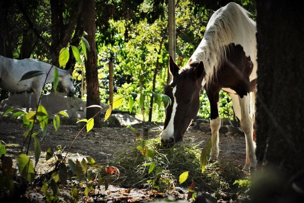 Mariri Jungle Lodge Alto Paraíso de Goiás Dış mekan fotoğraf