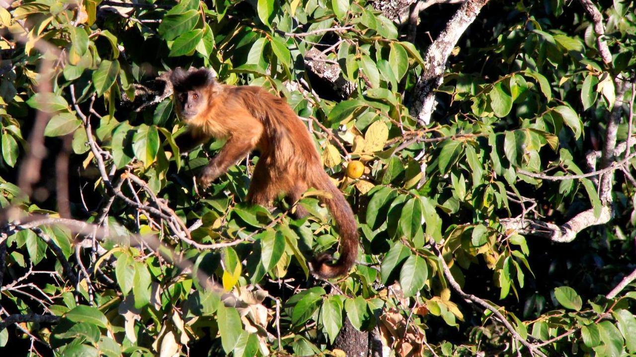 Mariri Jungle Lodge Alto Paraíso de Goiás Dış mekan fotoğraf